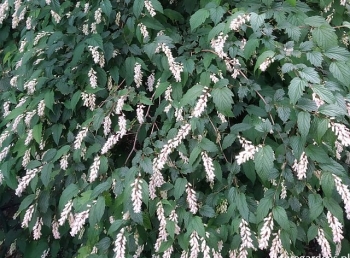 rośliny ogrodowe - Neillia uekii (BIAŁA) C2/60cm *28T