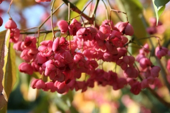rośliny ozdobne - Trzmielina Hamiltona INDIAN SUMMER Euonymus hamiltonianus C2/80-100cm *18