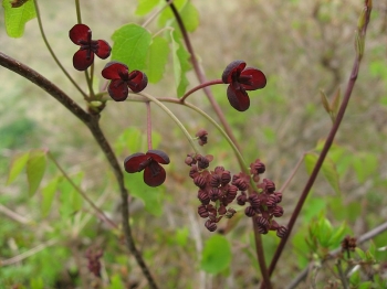 rośliny ogrodowe - Akebia trifoliata BIG FRUIT C2/60-80cm *13