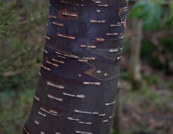 rośliny ogrodowe - Brzoza pożyteczna PARKWOOD Betula utilis C3/80-100Cm