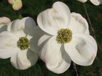 sadzonki - Dereń AURORA 'Rutban' Cornus C2/60-80cm *13