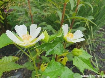 rośliny ozdobne - Kitajbela winoroślowata  Kitaibelia vitifolia /P11 *T22