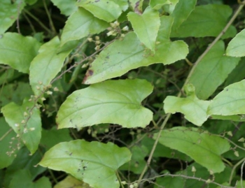 rośliny ozdobne - Jeżyna Rubus ichangensis /P11 *30T