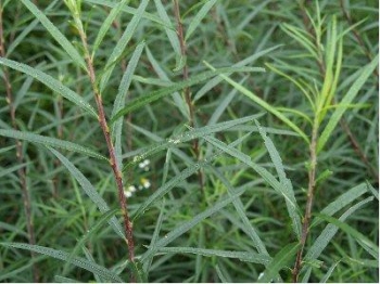rośliny ogrodowe - Wierzba rozmarynowa Salix rosmarinifolia C2/30cm *K18