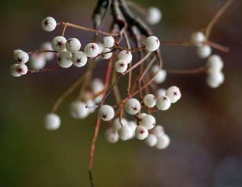 sadzonki - Jarzębina krzewiasta Sorbus eburnea C3/40-60cm