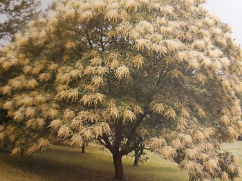 rośliny ogrodowe - Sumak chiński Rhus chinensis C5/80-100cm *T50