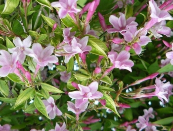 rośliny ozdobne - Jaśmin Stefana Jasminum stephanense C2/60cm *K8