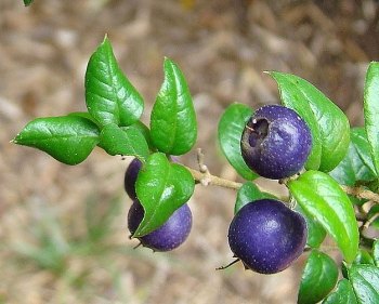 rośliny ogrodowe - Rhaphithamnus spinosus /C1,5 *T46