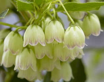 rośliny ogrodowe - Enkiant dzwonkowaty PRETTY COAT ('JWW10') Enkianthus campanulatus C3/30-40cm *K19