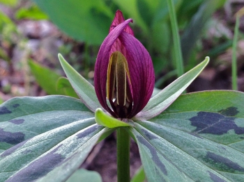 sadzonki - Trójlist siedzący Trillium sessile /P9 *K14