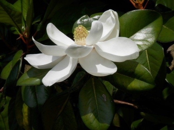 sklep ogrodniczy - Magnolia grandiflora D.D. BLANCHARD Zimozielona wielkokwiatowa C2/50-60cm *10