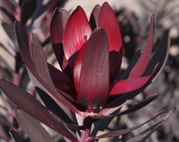 sklep ogrodniczy - Leucadendron laureolum BURGUNDY SUNSET C4/60-80cm *10
