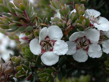 rośliny ozdobne - Manuka SILVER SHEEN in.Drzewko herbaciane Leptospermum lanigerum C7,5/60cm *K5
