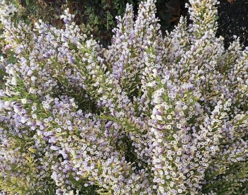 rośliny ogrodowe - Fabiana imbricata VIOLACEA zw. Wrzos chilijski /C3 *10
