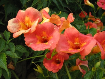 rośliny ogrodowe - Milin wielkokwiatowy Campsis grandiflora C2/60cm *K8