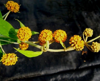 rośliny ogrodowe - Budleja główkowata Buddleja globosa C2/40-50cm *K11