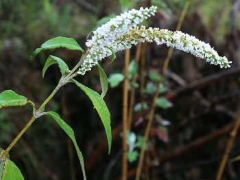 sadzonki - Budleja azjatycka Buddleja asiatica /C3