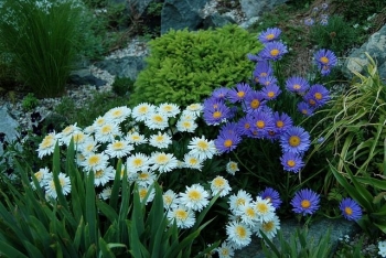 rośliny ogrodowe - Aster alpejski ALBUS Aster alpinus /C2 *2