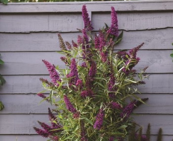 rośliny ozdobne - Budleja kolumnowa BUTTERFLY TOWER® /C2 *K21