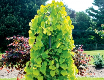sadzonki - Judaszowiec płaczący GOLDEN FALLS® Cercis canadensis C15/1,5-2m *K6