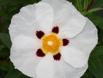 rośliny ogrodowe - Czystek purpurowy ALAN FRADD Cistus purpureus C2/30cm