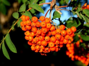 sadzonki - Jarząb pospolity odm. Businka (Sorbus aucuparia var. Businka)