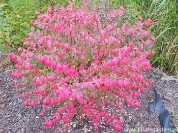 rośliny ogrodowe - Trzmielina LITTLE MOSES 'Odom' Euonymus alatus Płonący krzew C15/60-80cm *6