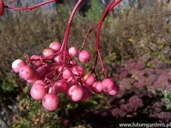 rośliny ogrodowe - Jarząb pospolity odm. Coral Pink (Sorbus aucuparia) C5/1,5m