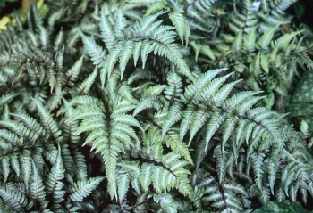 sadzonki - Wietlica japońska SILVER FALLS Athyrium niponicum Paproć /C3 *16
