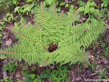 sadzonki - Paprotnik szczecinkozębny Polystichum setiferum /C3