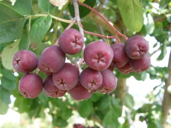sklep ogrodniczy - Jarząb pospolity odm. Granatnaja (Sorbus aucuparia) C7,5/150cm *K6