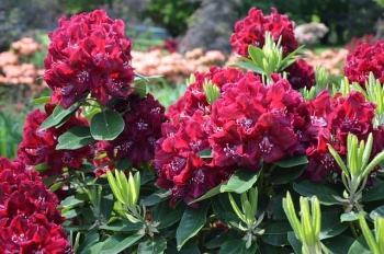 rośliny ogrodowe - Różanecznik VULCAN Rhododendron C4/30-40cm *20