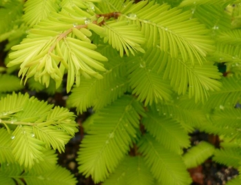 sklep ogrodniczy - Metasekwoja chińska GOLDRUSH 'Ogon' Metasequoia glyptostroboides C10/Pa100(120)cm *10