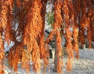 sklep ogrodniczy - Metasekwoja PENDULA Metasequoia glyptostroboides C5/40-60cm *6