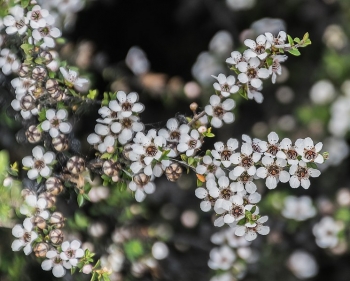 sadzonki - Manuka Leptospermum scoparium var.scoparium zw. Drzewko herbaciane C2/50cm