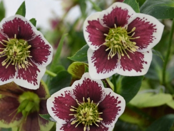rośliny ozdobne - Ciemiernik PRETTY ELLEN SPOTTED Helleborus orientalis /P9 *16