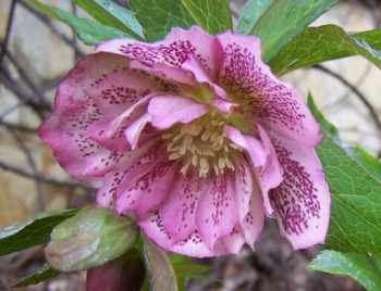 rośliny ozdobne - Ciemiernik DOUBLE ELLEN PINK SPOTTED Helleborus orientalis /P12 *16