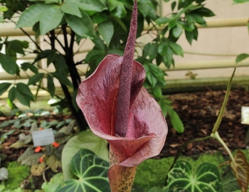 sklep ogrodniczy - Dziwidło Riviera Amorphophallus konjac /C2 *G