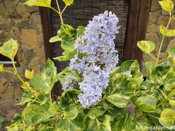 sklep ogrodniczy - Lilak pospolity Aucubaefolia Syringa vulgaris C2/60-80cm *K19