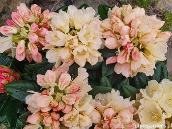 rośliny ogrodowe - Rhododendron yakushimanum GOLDEN TORCH Różanecznik /C7,5 *K14