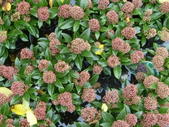 sadzonki - Skimia japońska RED RIDING HOOD Skimmia japonica /P9 *11