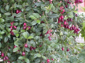 sklep ogrodniczy - Syzygium paniculatum NEWPORT syn.Eugenia myrtifolia in.Wiśnia magenta /C1,5 *T66