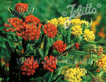 sklep ogrodniczy - Trojeść bulwiasta GAY BUTTERFLIES  Asclepias tuberoza /C2 *2