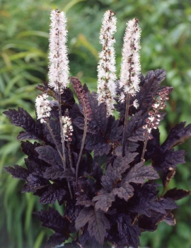 rośliny ozdobne - Pluskwica prosta Brunette (Cimicifuga simplex Brunette)