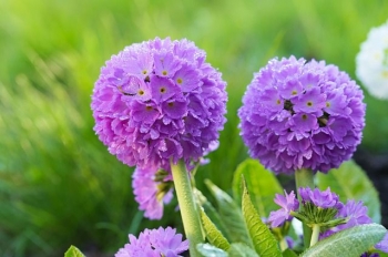 sadzonki - Pierwiosnek ząbkowany BLUE SELECTION Primula denticulata /C2 *K7