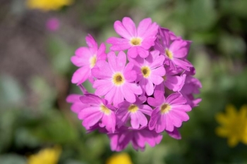 rośliny ogrodowe - Pierwiosnek ząbkowany RUBIN SELECTION Primula denticulata /C2 *K7