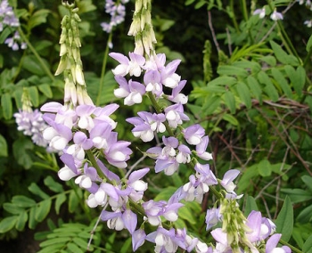 sadzonki - Rutwica lekarska Galega officinalis /P9 *K7
