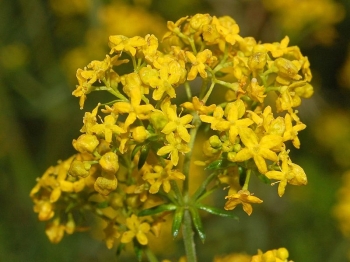 sklep ogrodniczy - Przytulia właściwa in.P.żółta Galium verum /P9 *T42