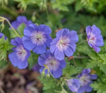 rośliny ozdobne - Geranium himalayense BABY BLUE syn.G.grandiflorum Bodziszek himalajski /P9 *16