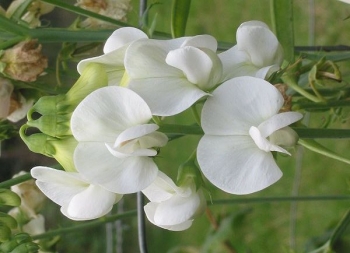 sadzonki - Groszek szerokolistny WHITE PEARL Lathyrus latifolius /P9 *K11